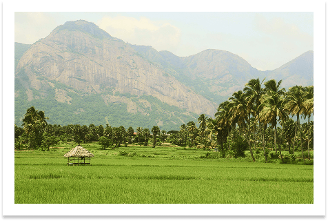 Mountain landscape with rice fields