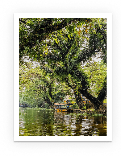River with trees